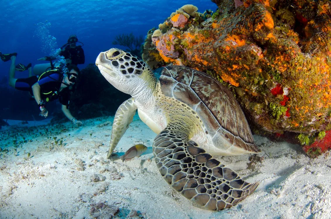 Snorkeling with turtles off Gili Air